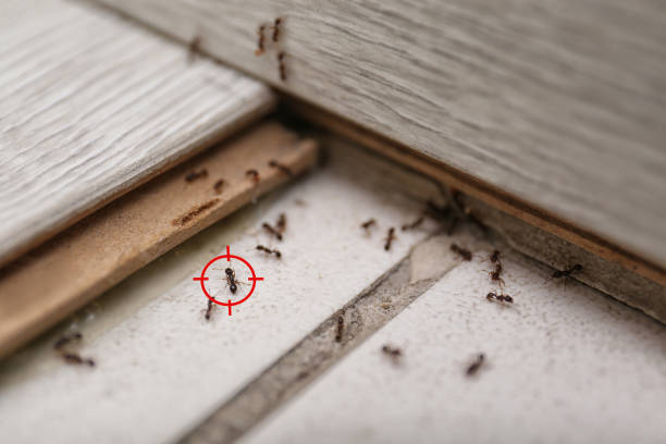 Insect Control in Cumberland, WI